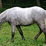 Spanish Norman Horse 1 (25)